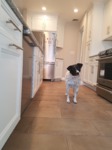 dog looking cute in a kitchen